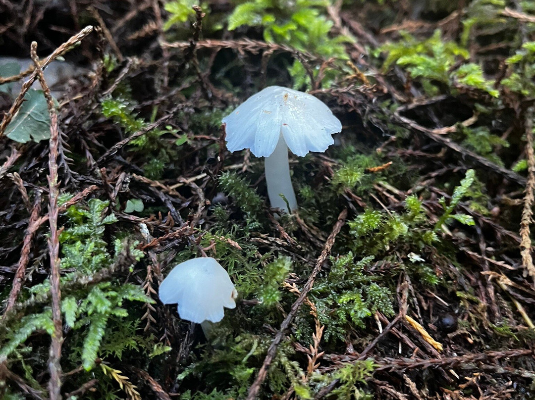 Peel Forest Park Scenic Reserve-杰拉尔丁必去景点