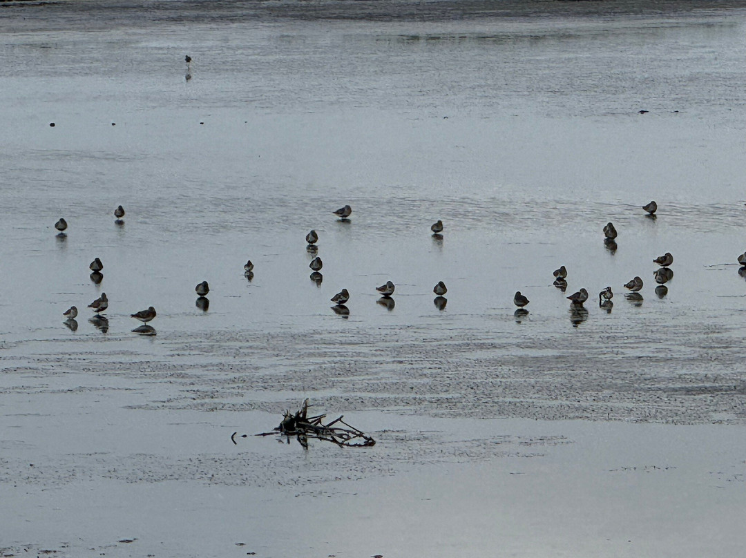 Leonabelle Turnbull Birding Center-阿兰瑟斯港必去景点