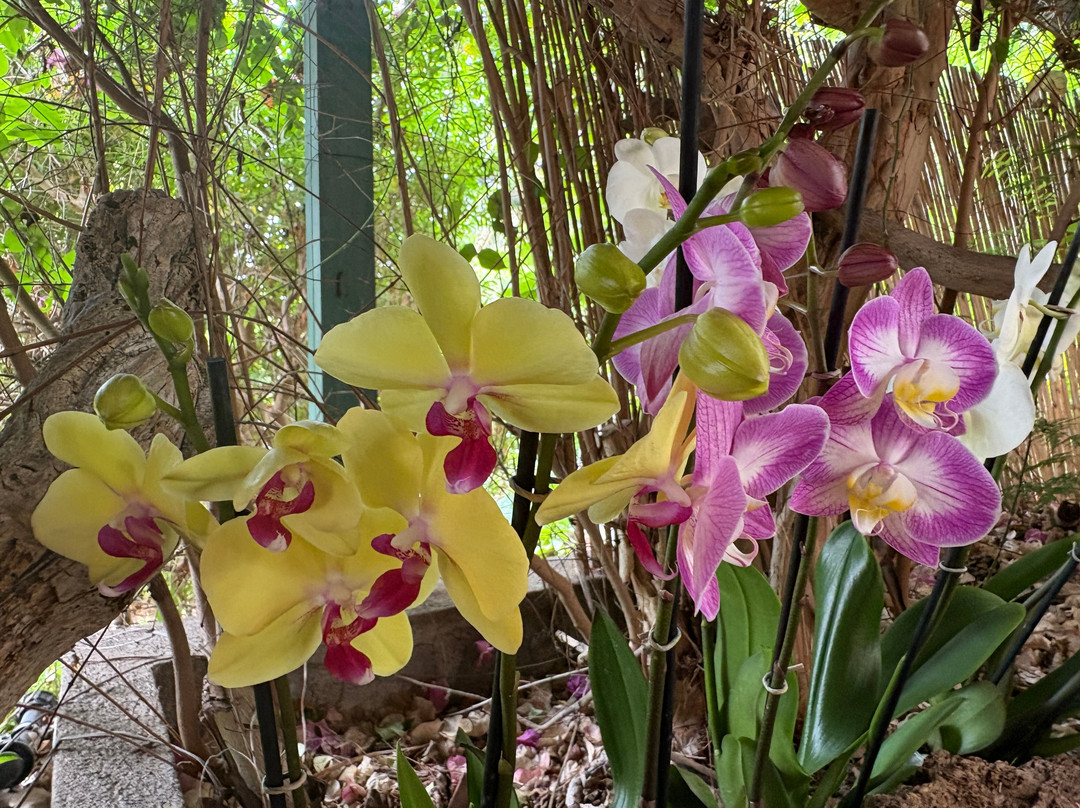 Jardin de Orquideas de Sitio Litre-德拉克鲁兹索尔港必去景点