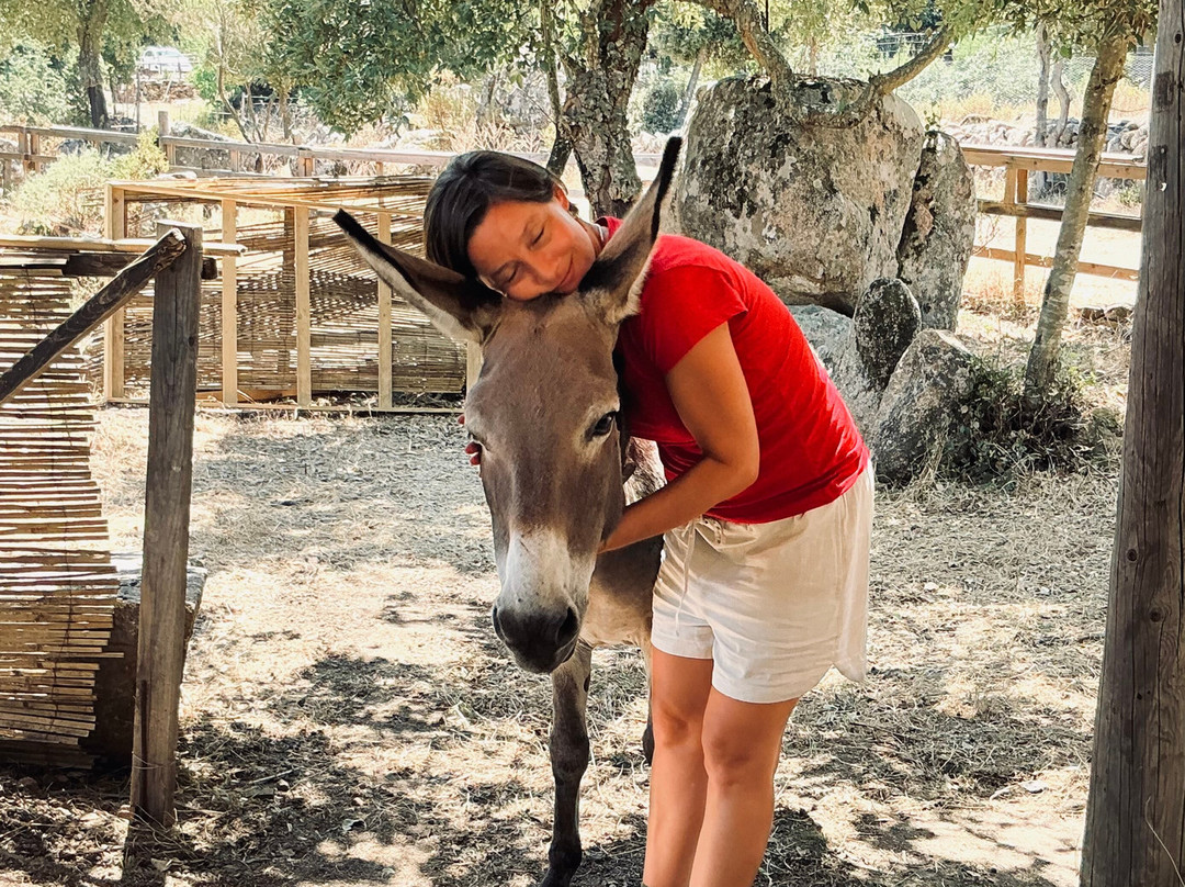 Sardinian Donkeys Farm Is Burriccheddus