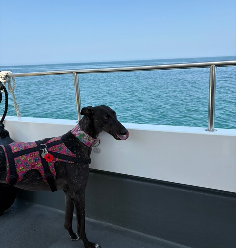 Dolphin Survey Boat Trips-纽基必去景点