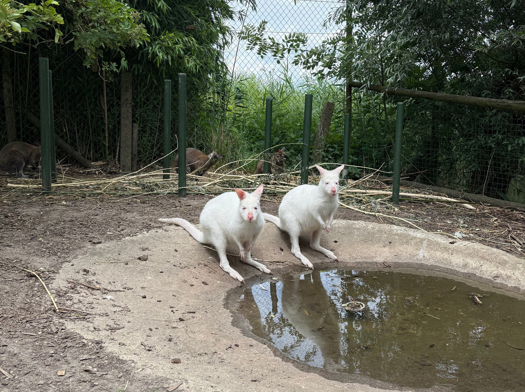 Uilen- en Dierenpark De Paay-Beesd必去景点