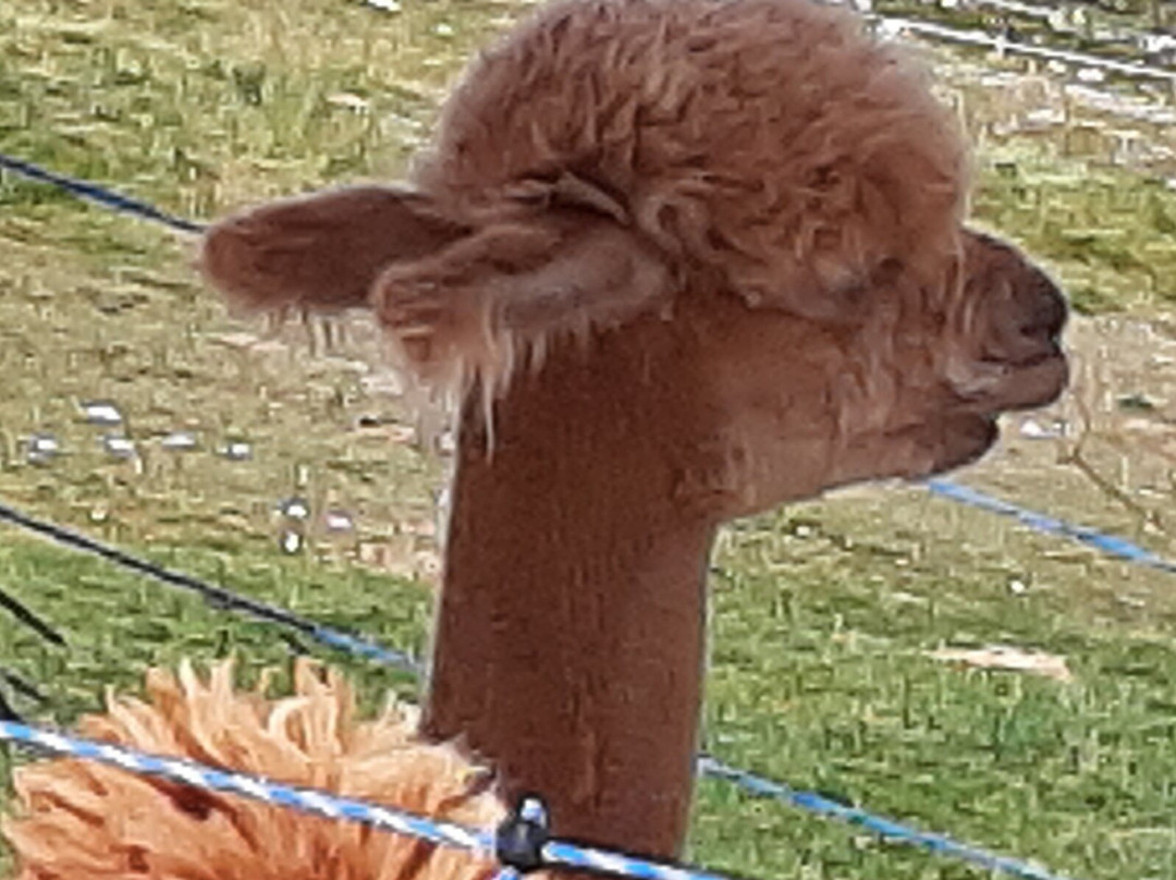 Elalpaca-马切尔西涅必去景点