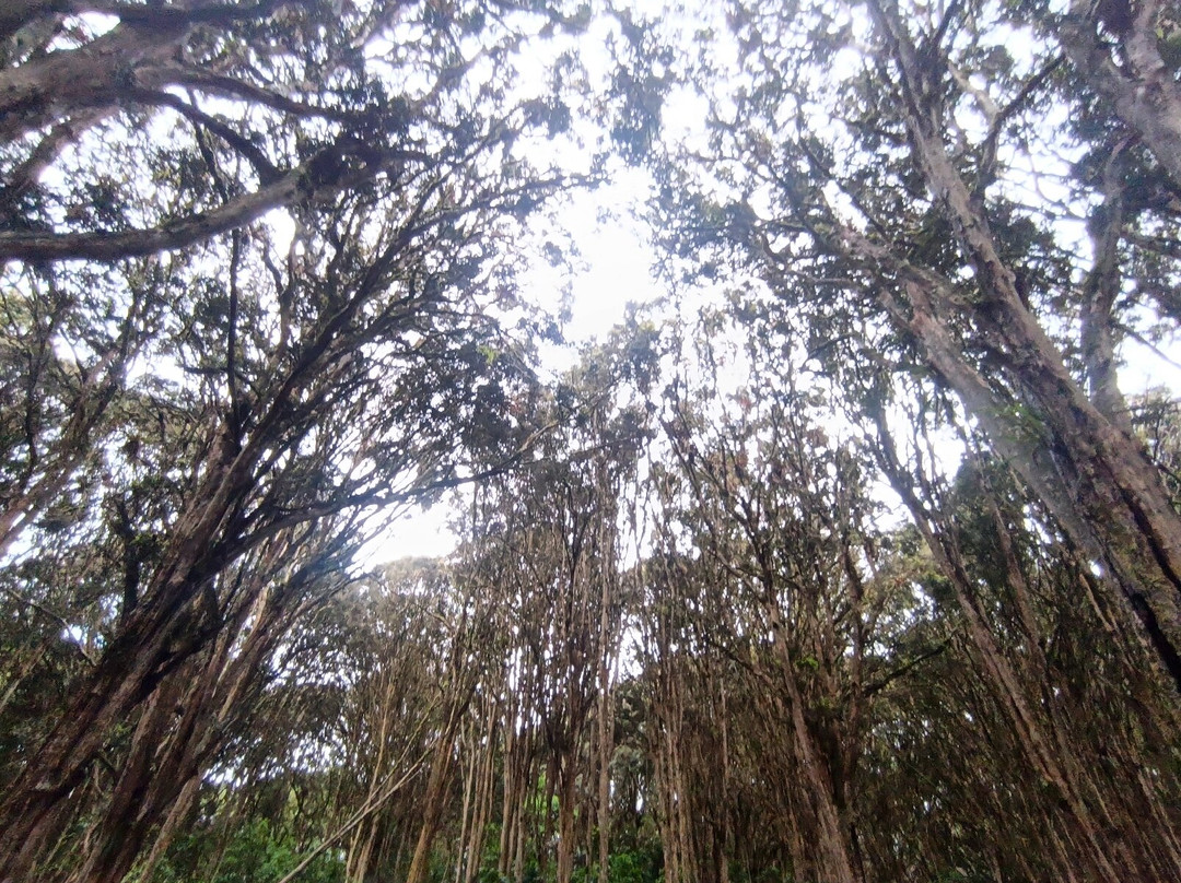 Bosque de los Arrayanes-Tulcan必去景点