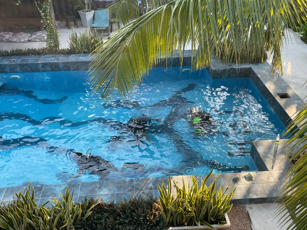 Pole Pole Divers Diving Center-江比阿尼必去景点