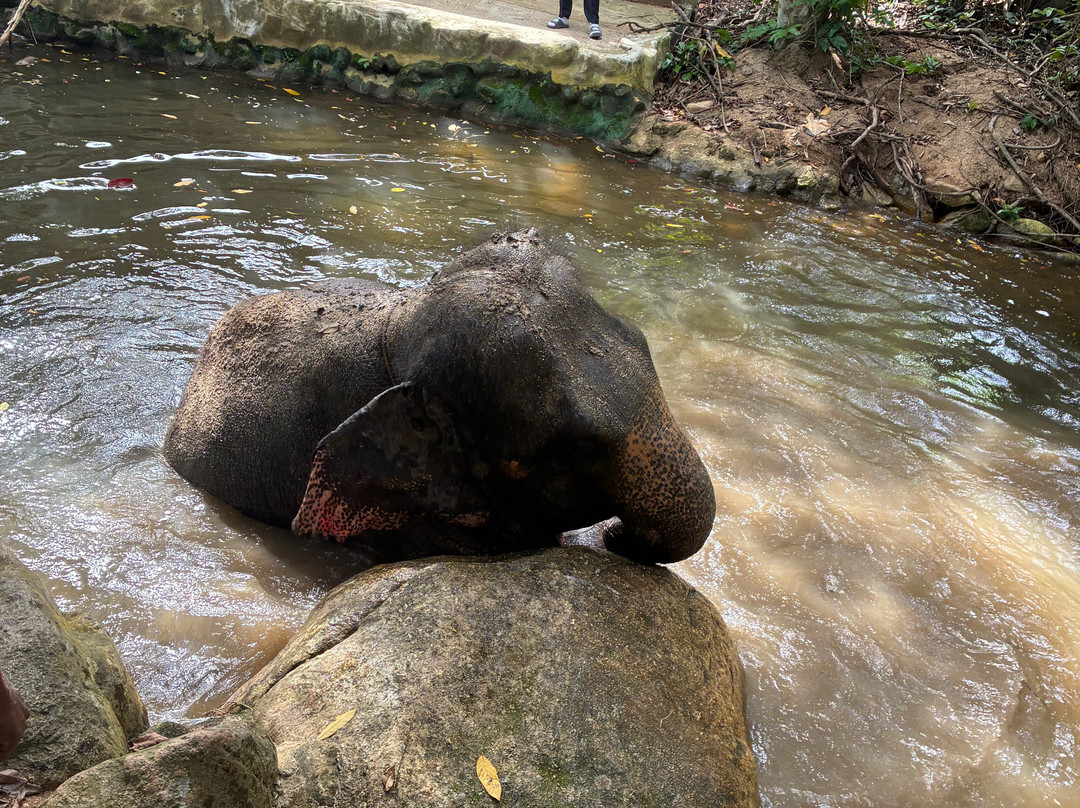 Samui Elephant Spa-苏梅岛必去景点