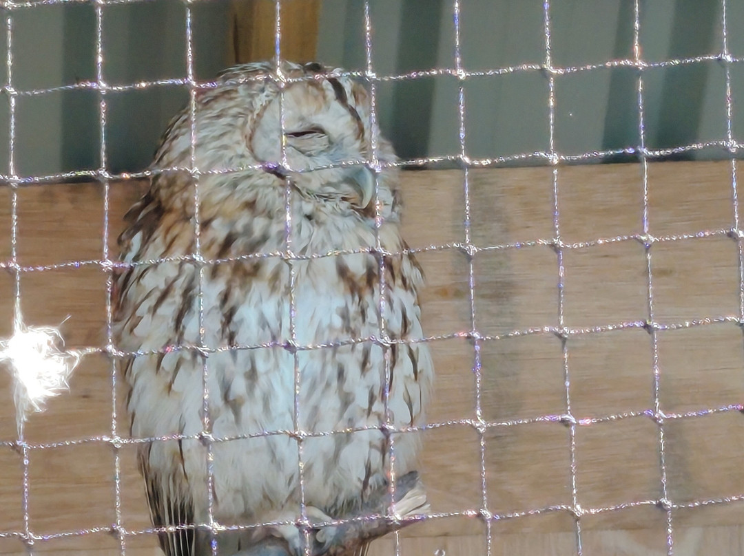 The British Bird of Prey Centre-喀麦登必去景点