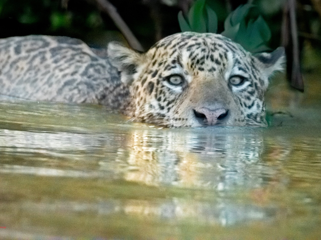 Pantanal Jaguar Safaris-Chapada dos Guimaraes必去景点
