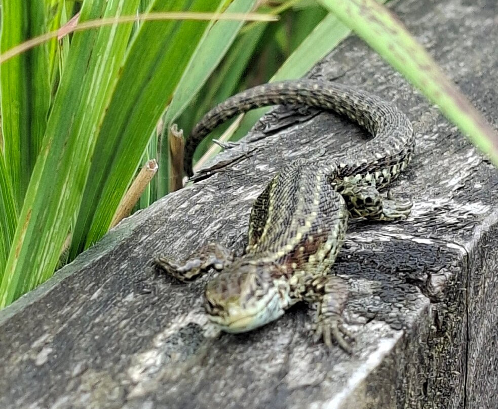 Foulshaw Moss Nature Reserve-肯德尔必去景点
