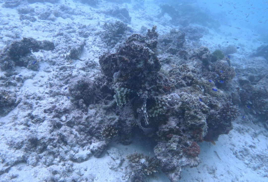 Whitetip Divers-普拉兰岛必去景点