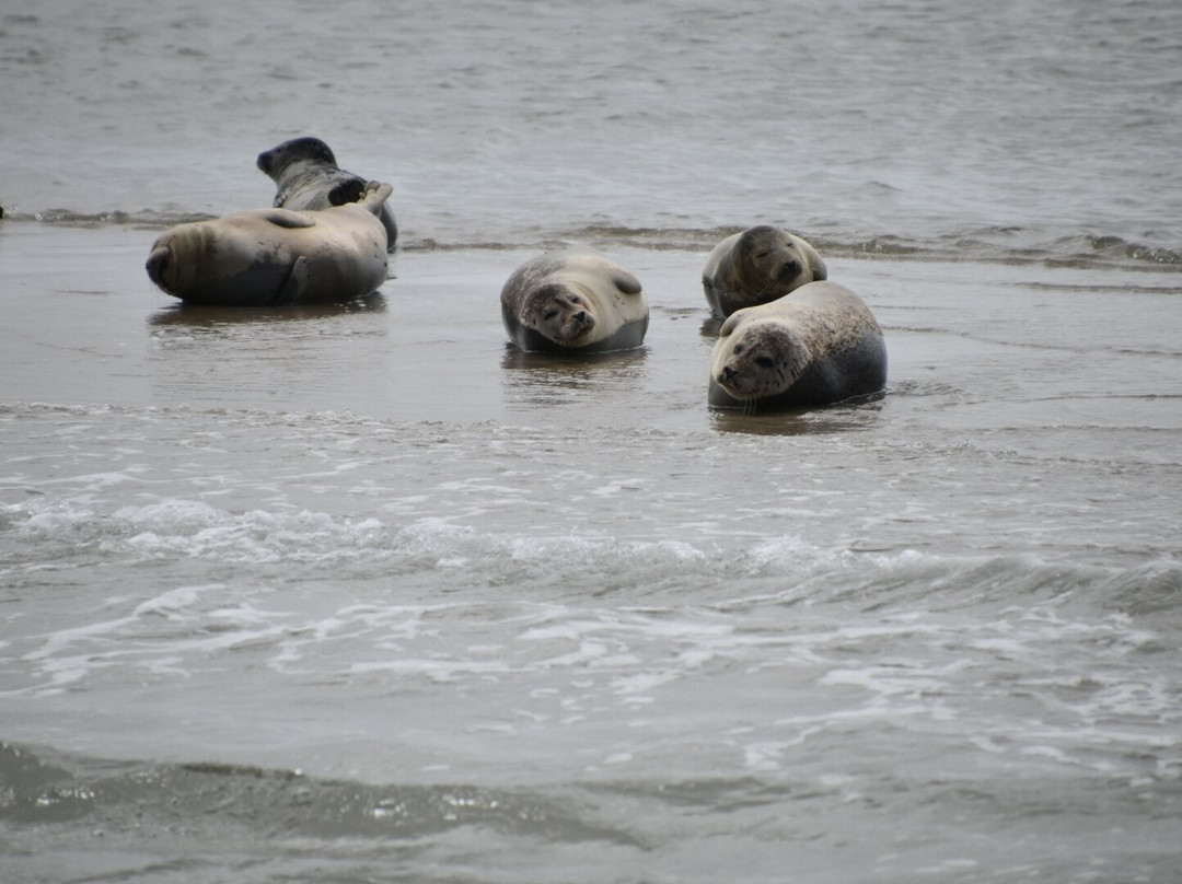 Talisman zeehondentocht Terschelling-West-Terschelling必去景点