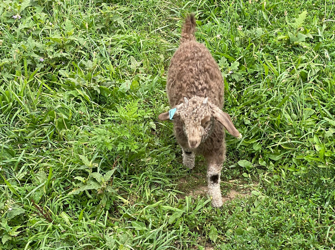 Apple Hill Farm-Banner Elk必去景点