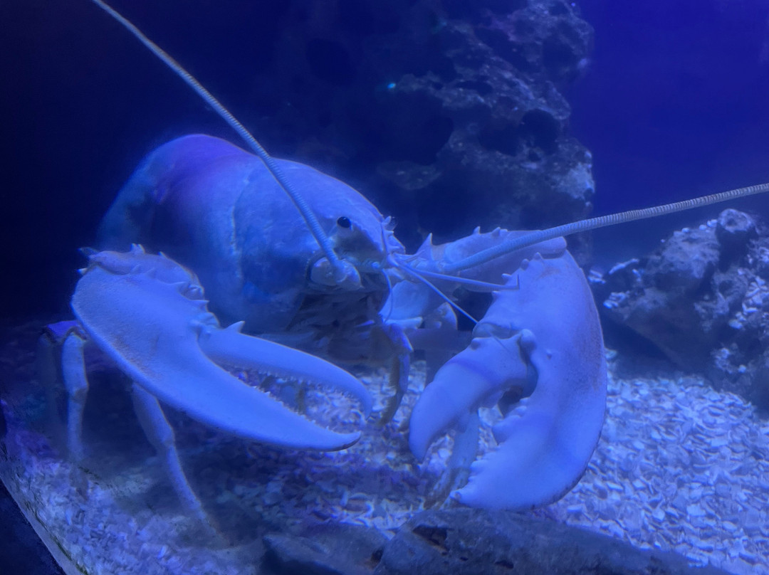 Tynemouth Aquarium-泰恩茅斯必去景点