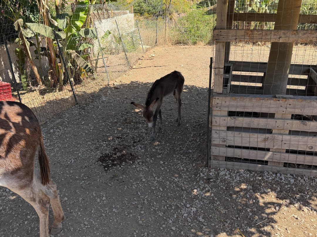 Farma of Rhodes Petting Zoo-Theologos必去景点