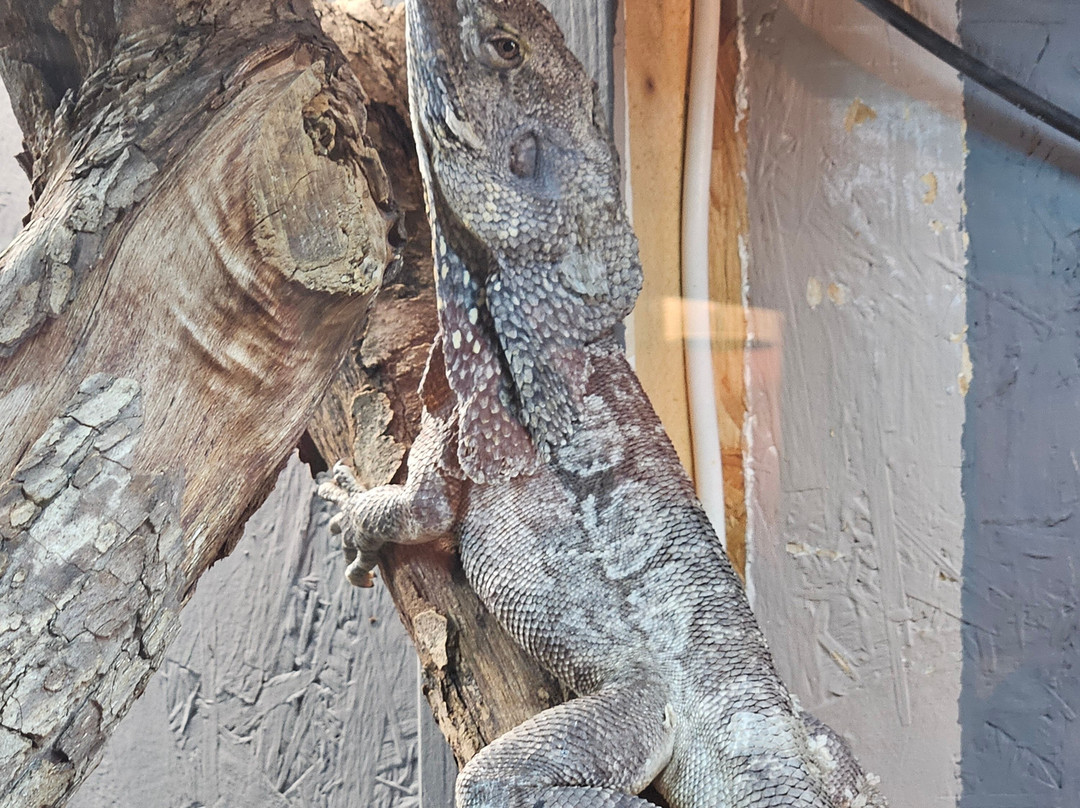 Andy Howeys Birds of Prey Centre-特威德河畔贝里克必去景点