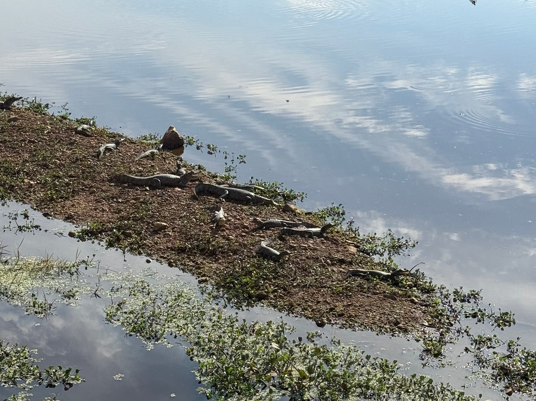 Wetland Jaguar Experience-波科内必去景点