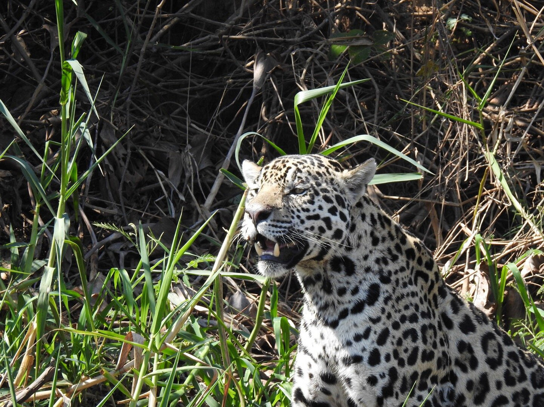 Jaguar Photo Expeditions-Varzea Grande必去景点