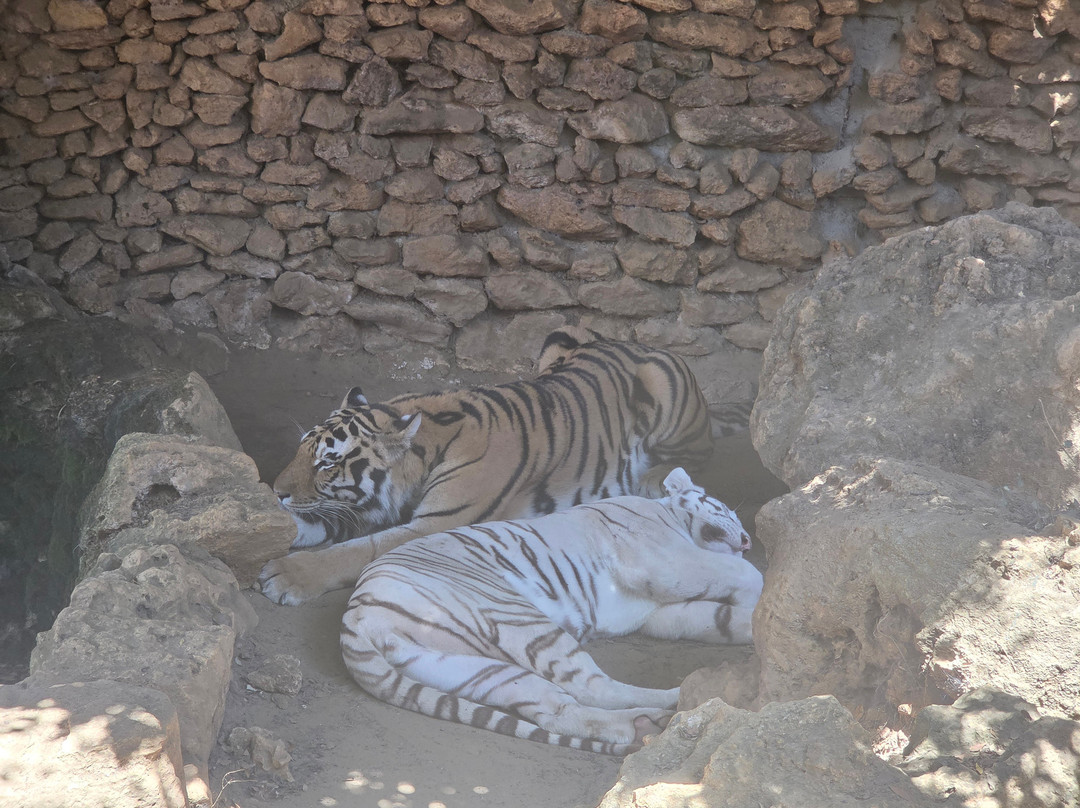 Zoo de Castellar-Castellar de la Frontera必去景点
