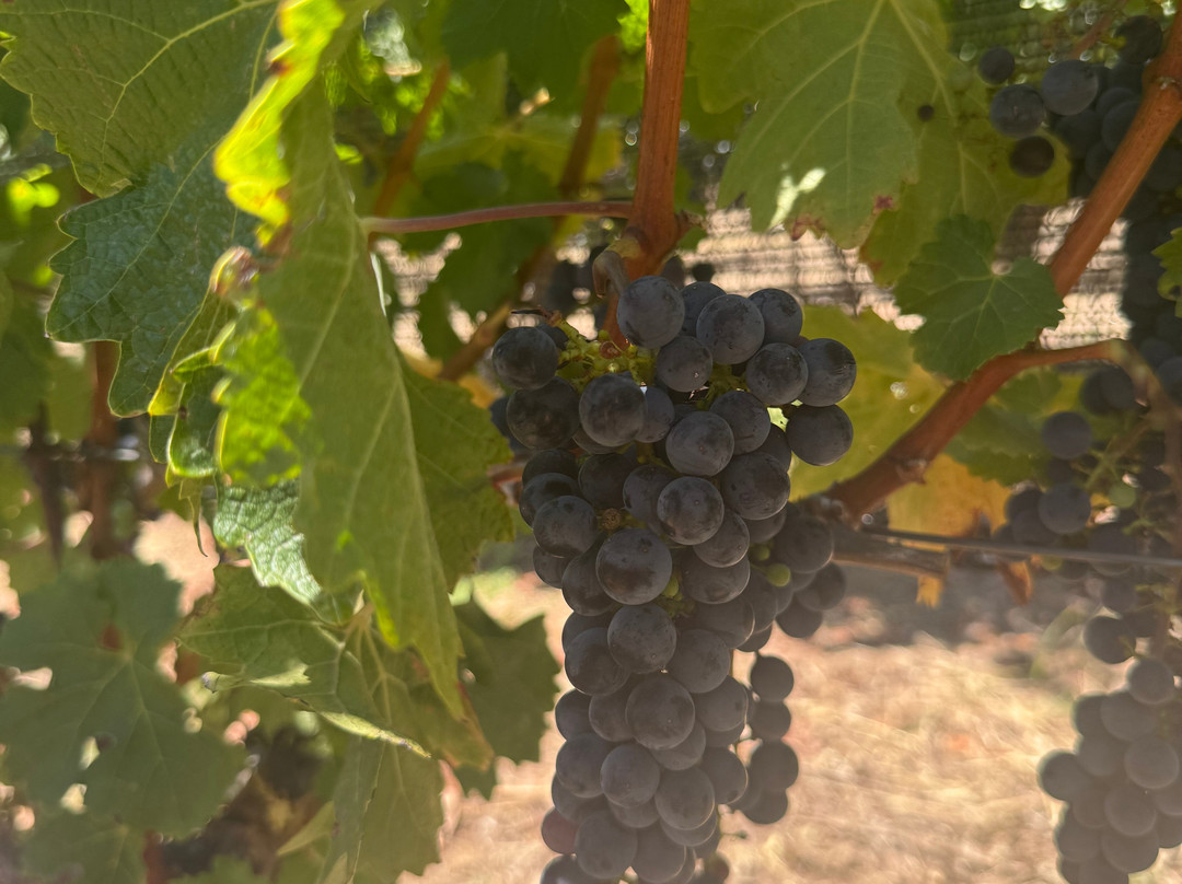 Coursey Graves Estate Winery-圣罗莎必去景点