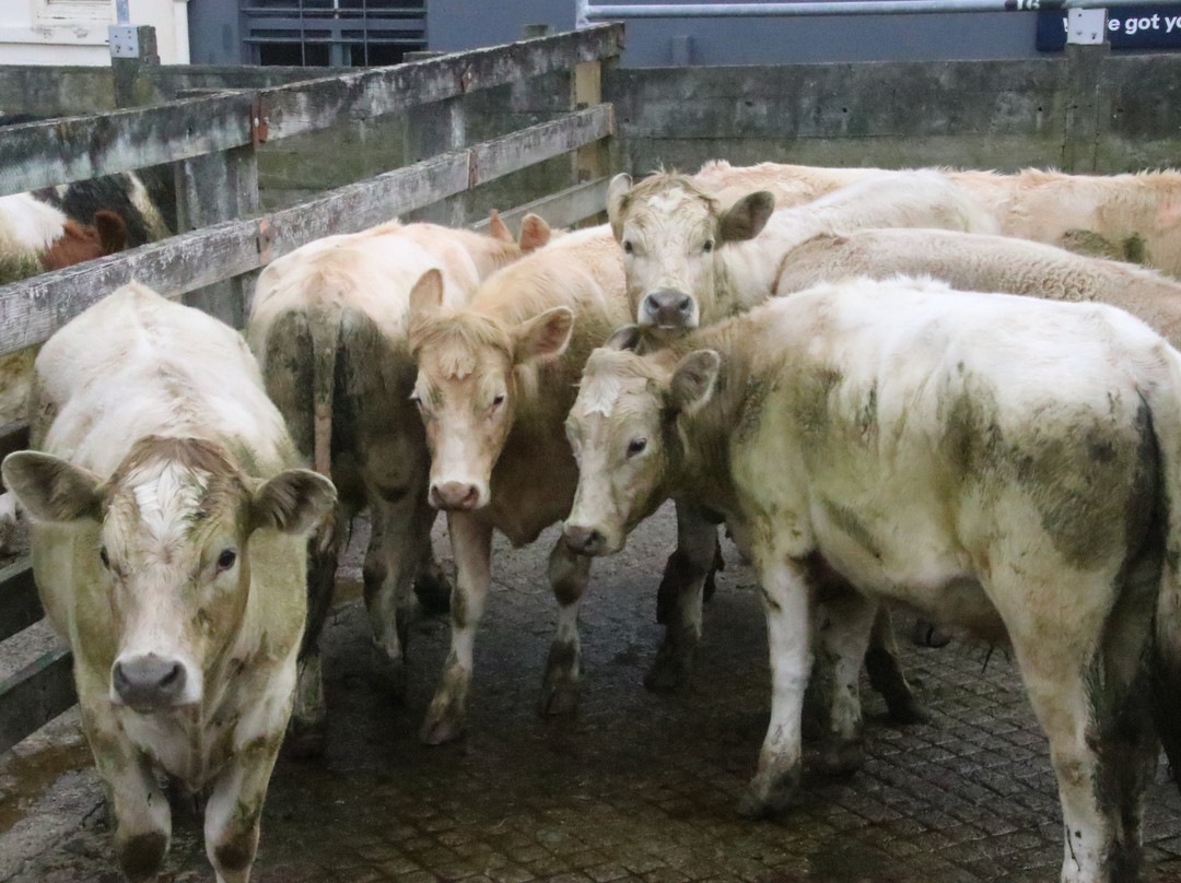 Feilding Saleyards Guided Tour-Feilding必去景点