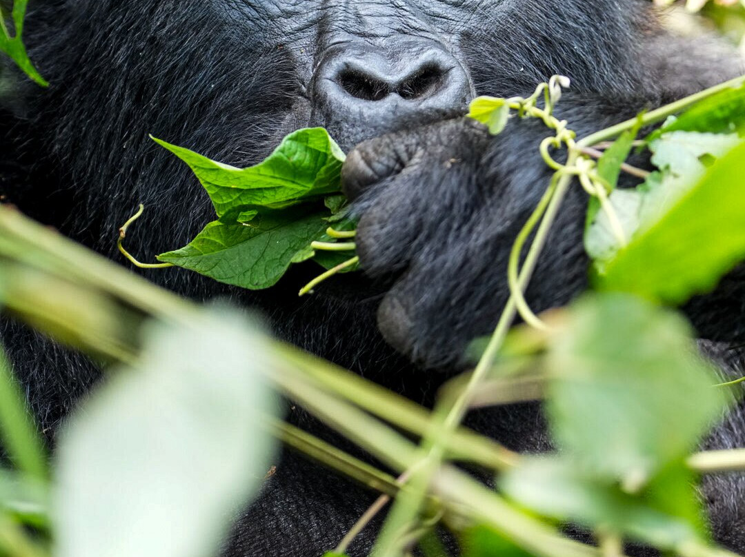 Gorilla Safaris Uganda-坎帕拉必去景点