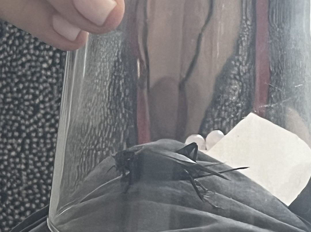 阿鲁阿松卡拉安特纳酒店主图