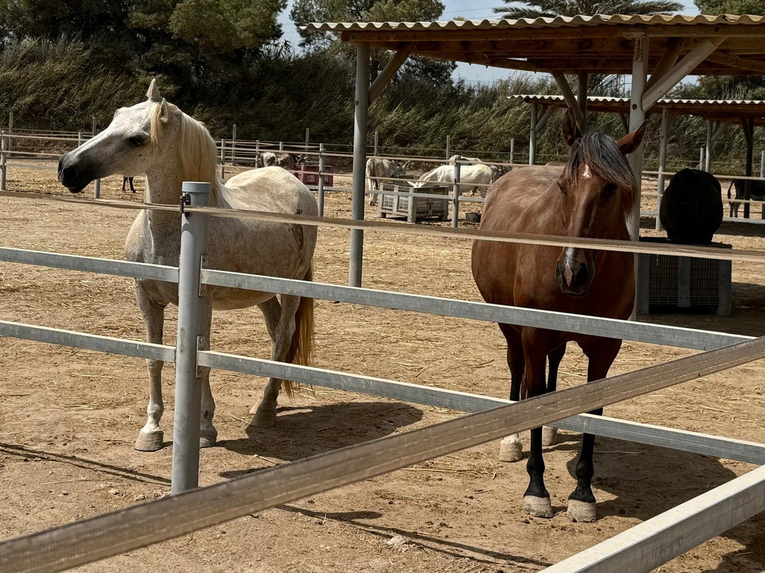 Easy Horse Care Rescue Centre-罗哈莱斯必去景点
