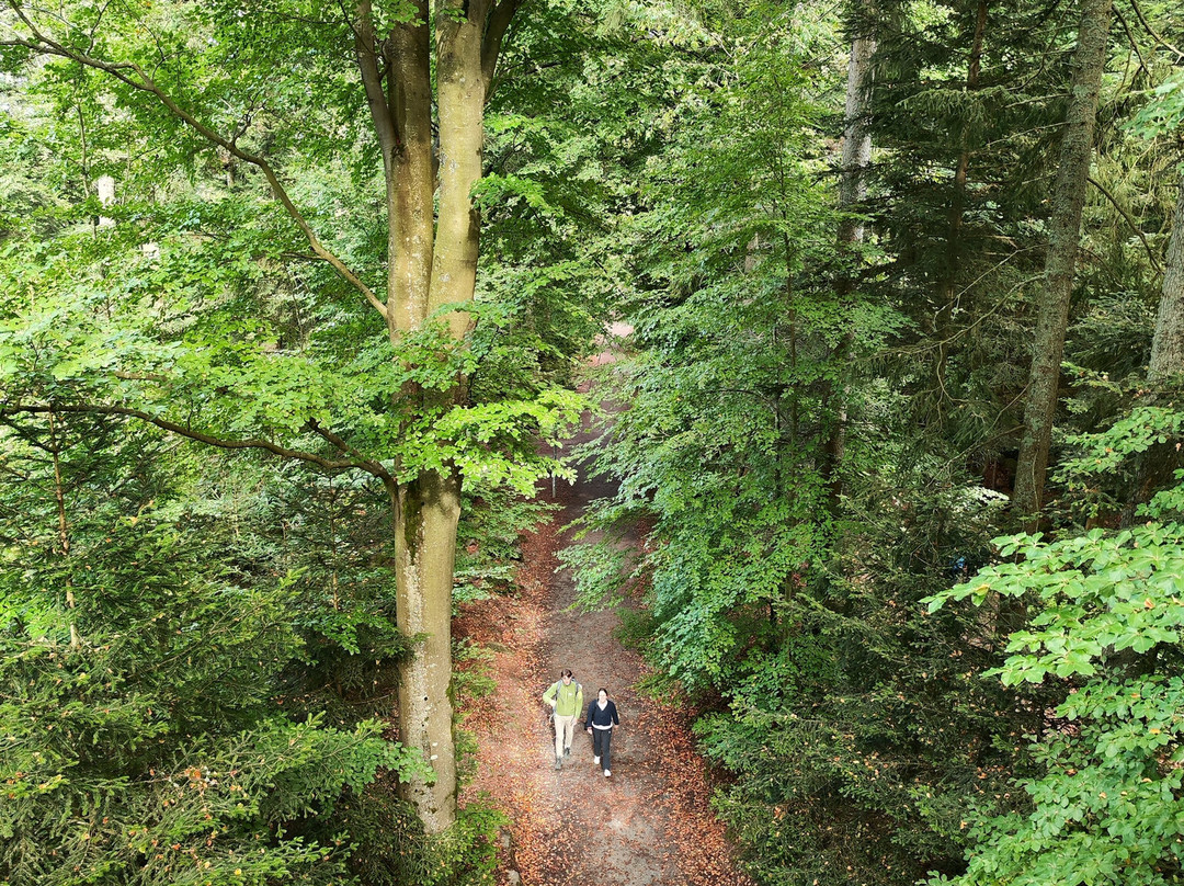Baumwipfelpfad Schwarzwald-Bad Wildbad必去景点