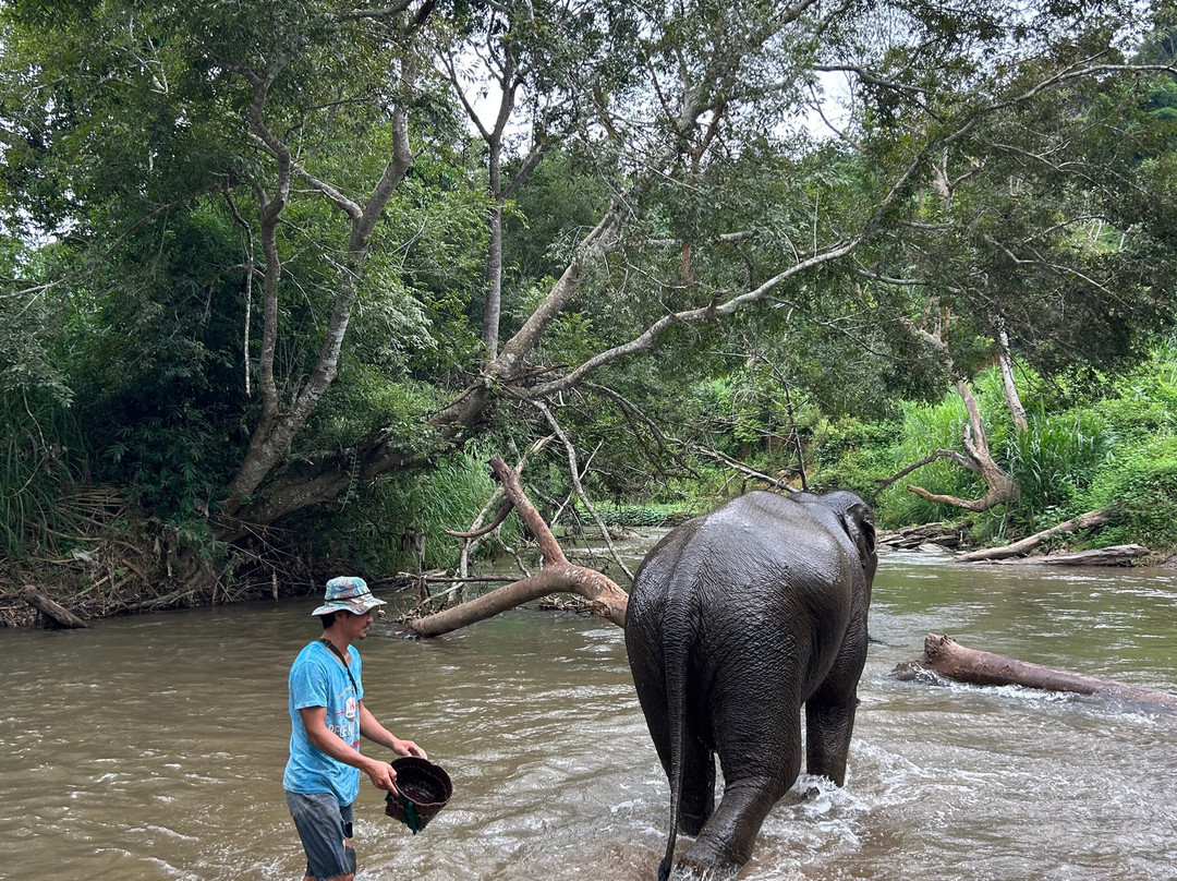 Elephant Sanctuary Care Park-清迈必去景点