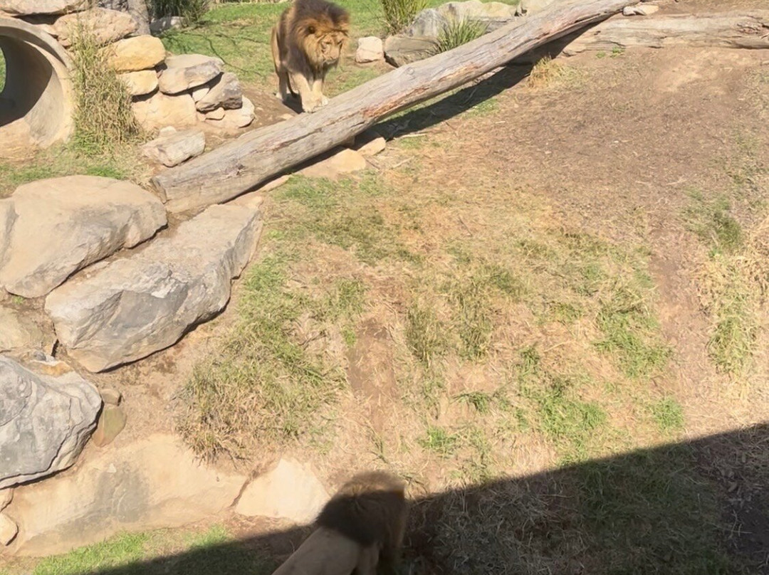Sydney Zoo-布莱克敦必去景点