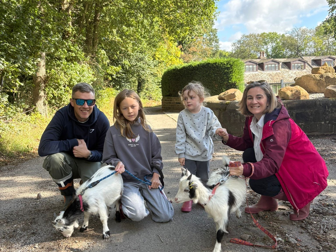 Walking the goats at Lower Coates