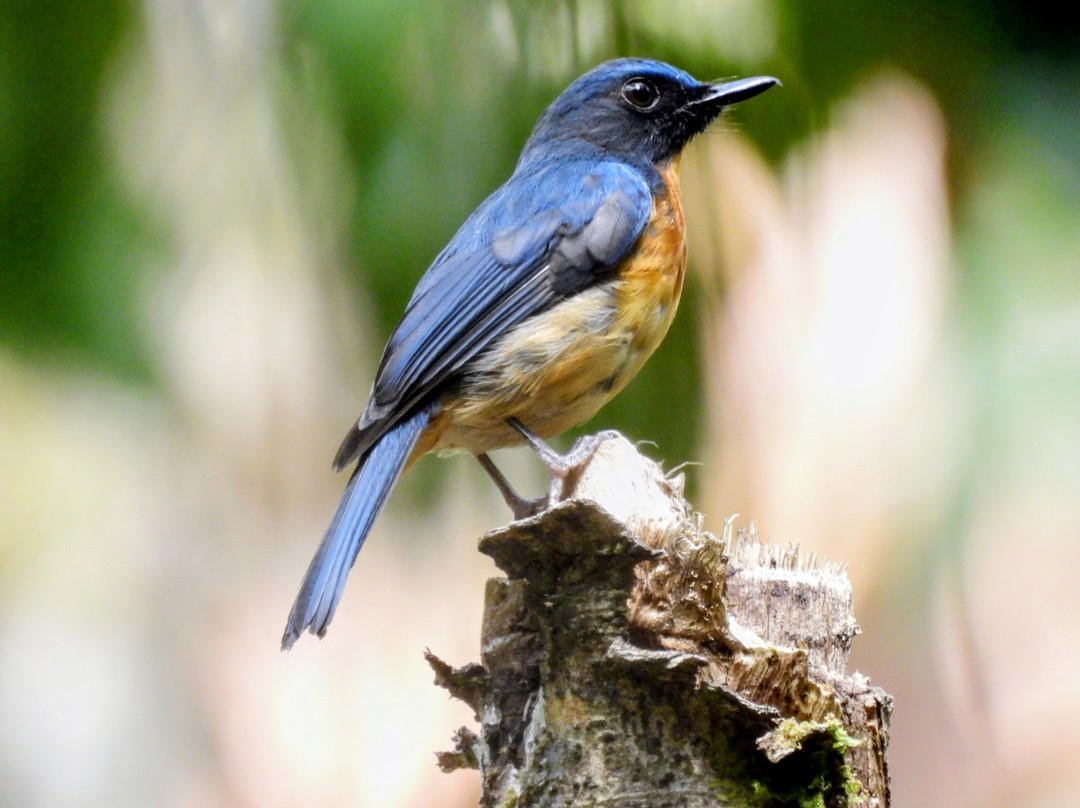 Tentena wildlife tour and Lorelindu national park-Tentena必去景点