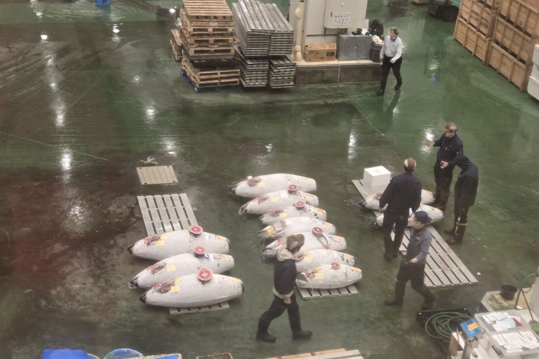 Toyosu Market-Toyosu必去景点