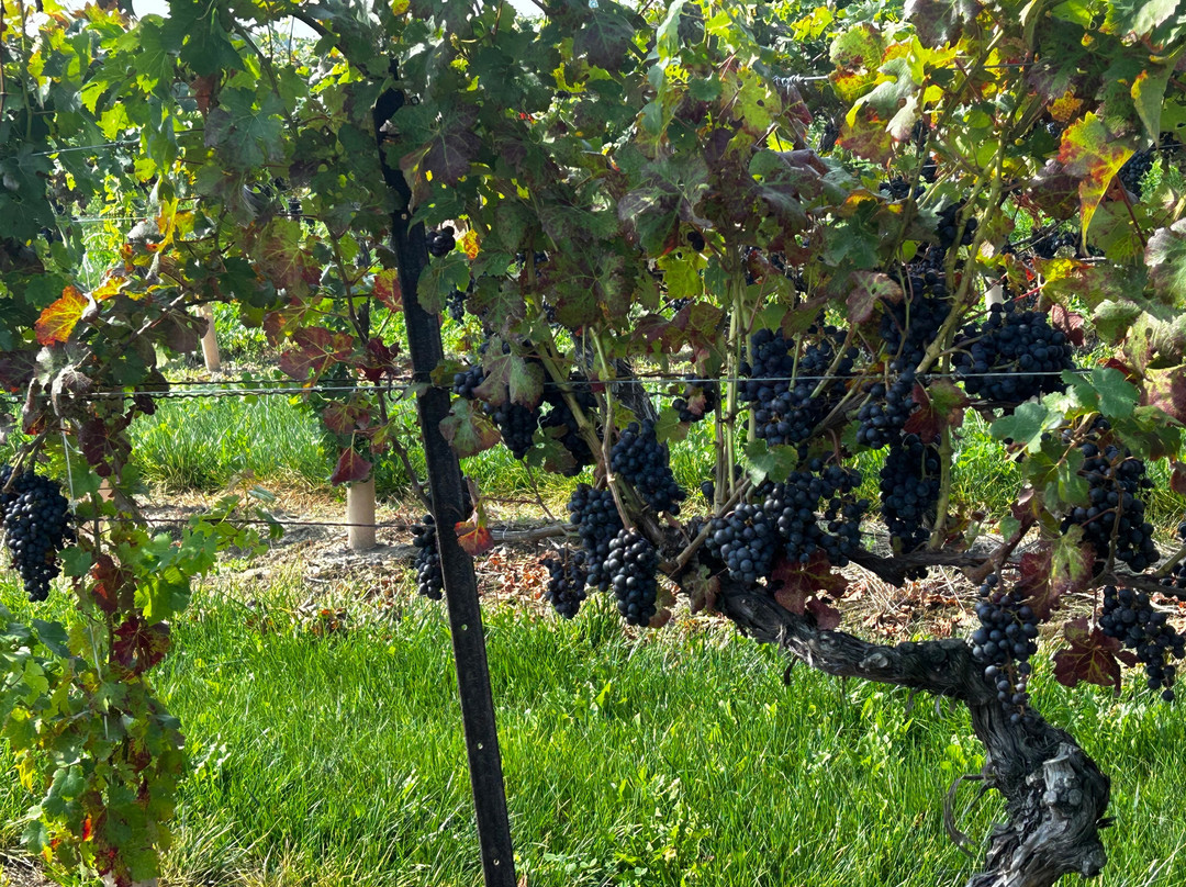 Reif Estate Winery-滨湖尼亚加拉必去景点