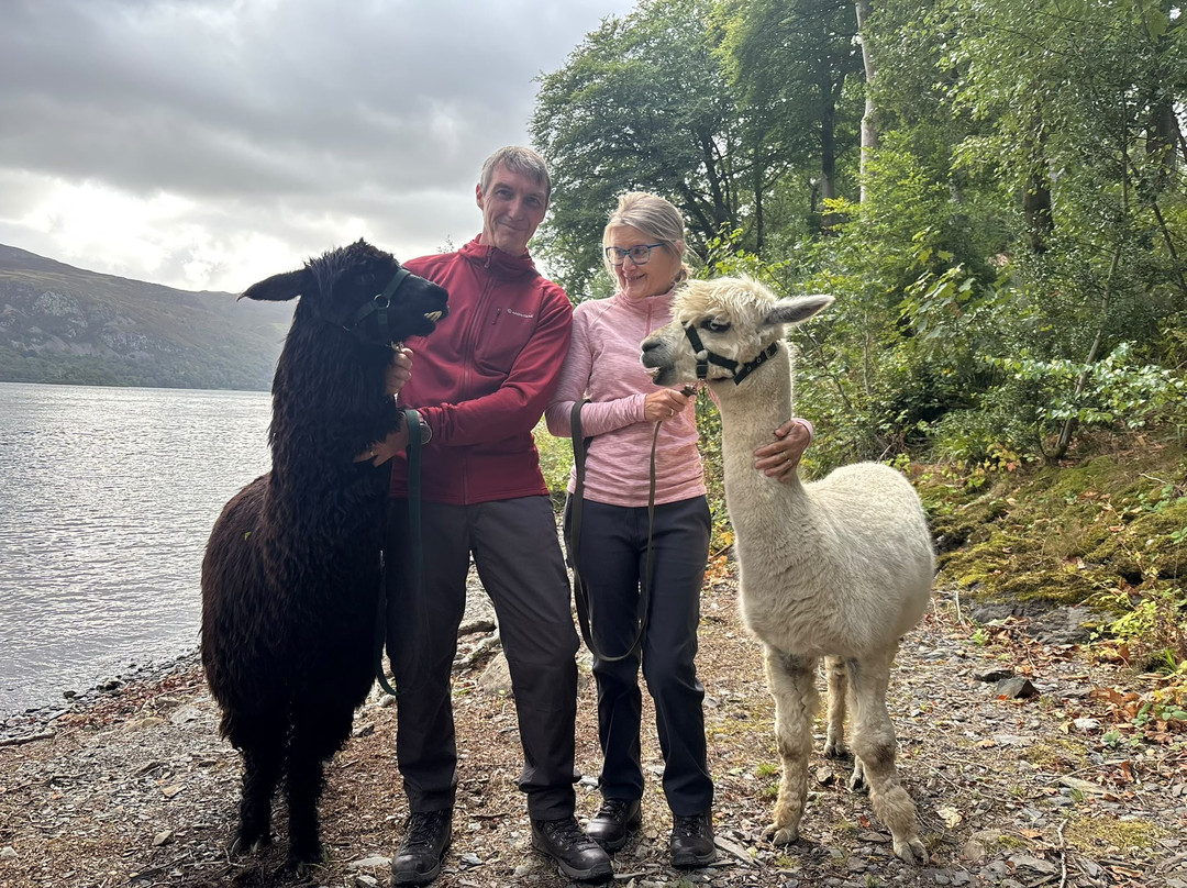 Alpacaly Ever After-Portinscale必去景点