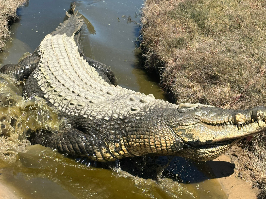 Koorana Crocodile Farm-Coowonga必去景点