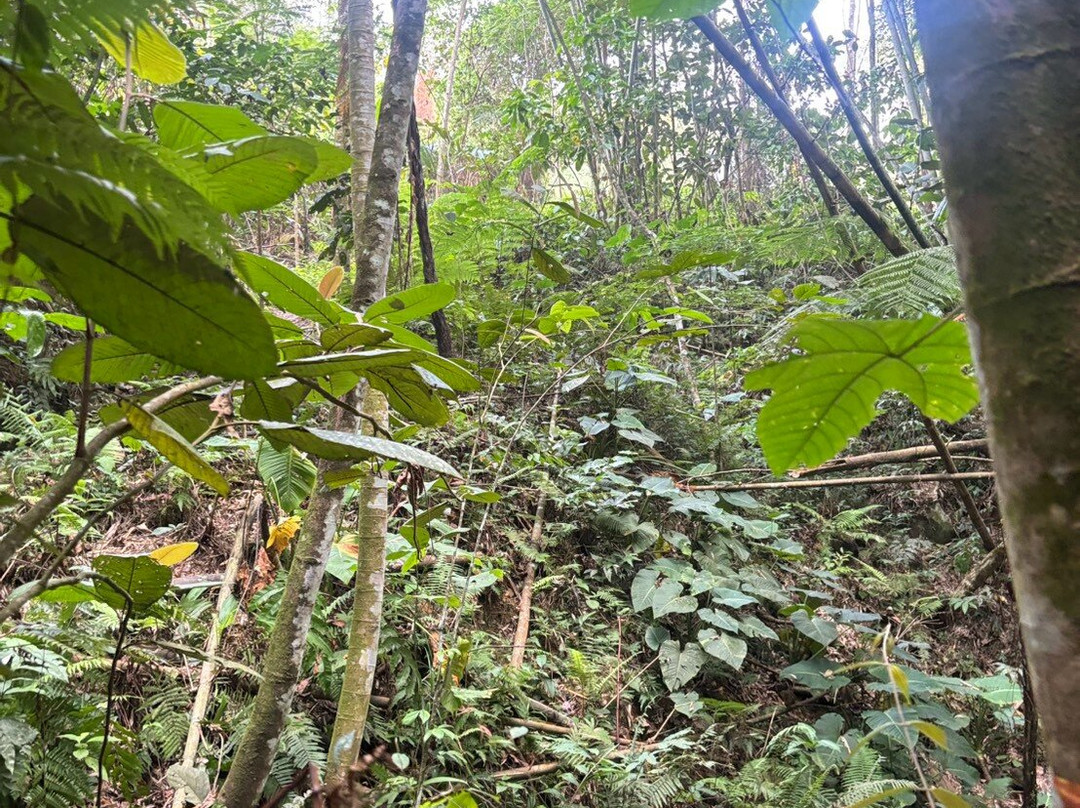 大王花保护区-亚庇必去景点