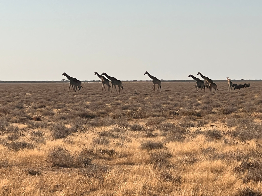 Etosha National Park-Okaukuejo必去景点