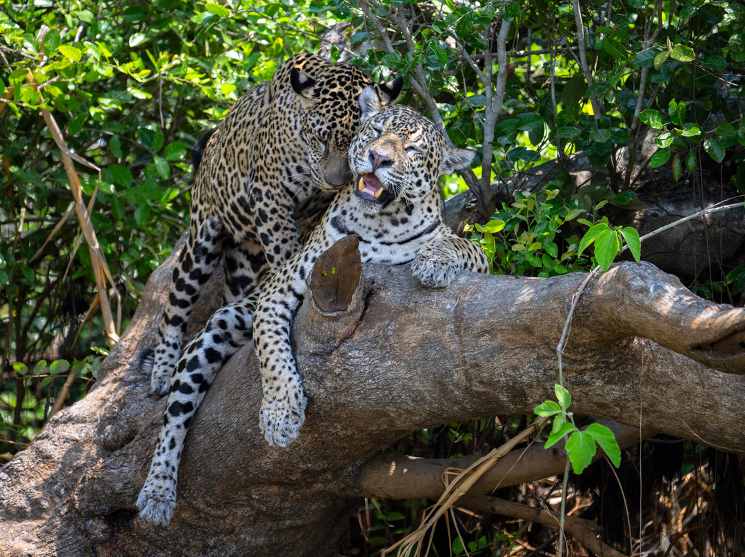 Wild Jaguar Safaris-波科内必去景点