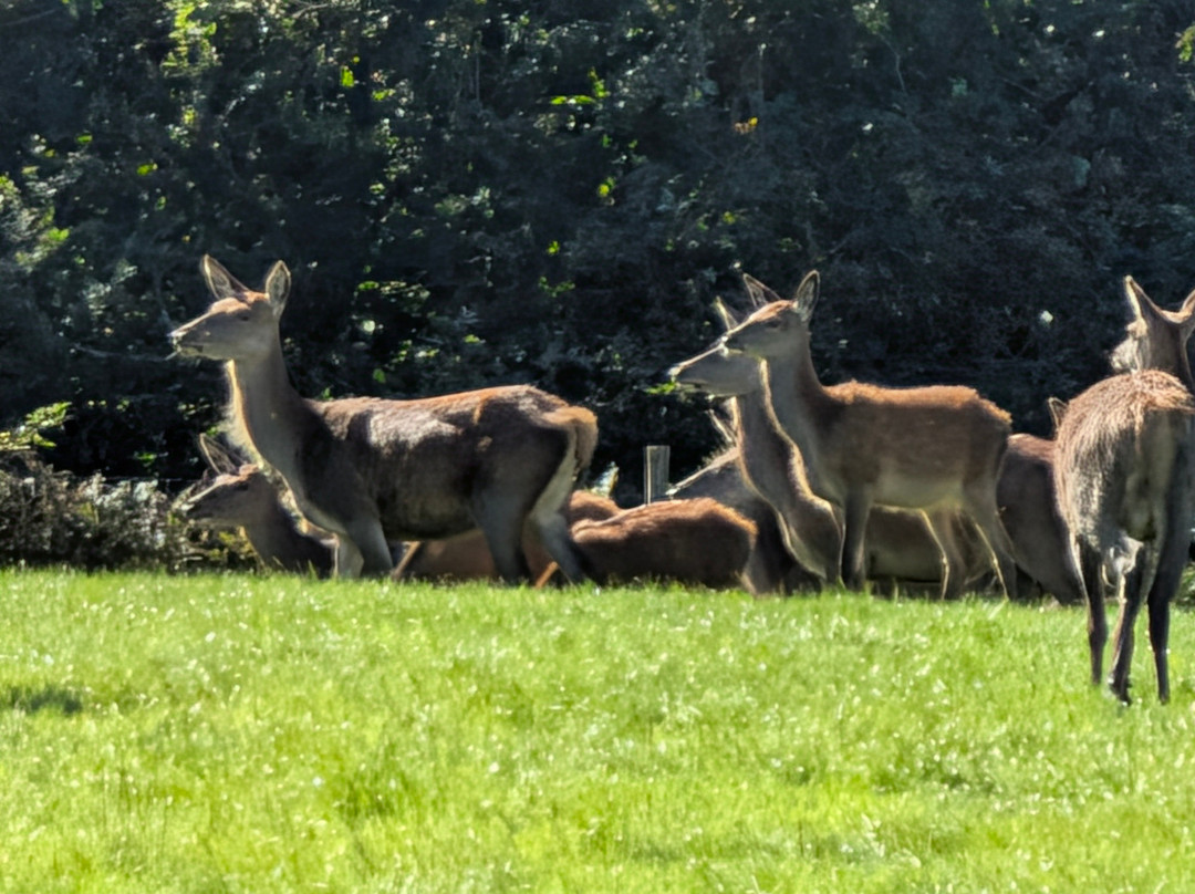 Margam Country Park-塔尔伯特港必去景点