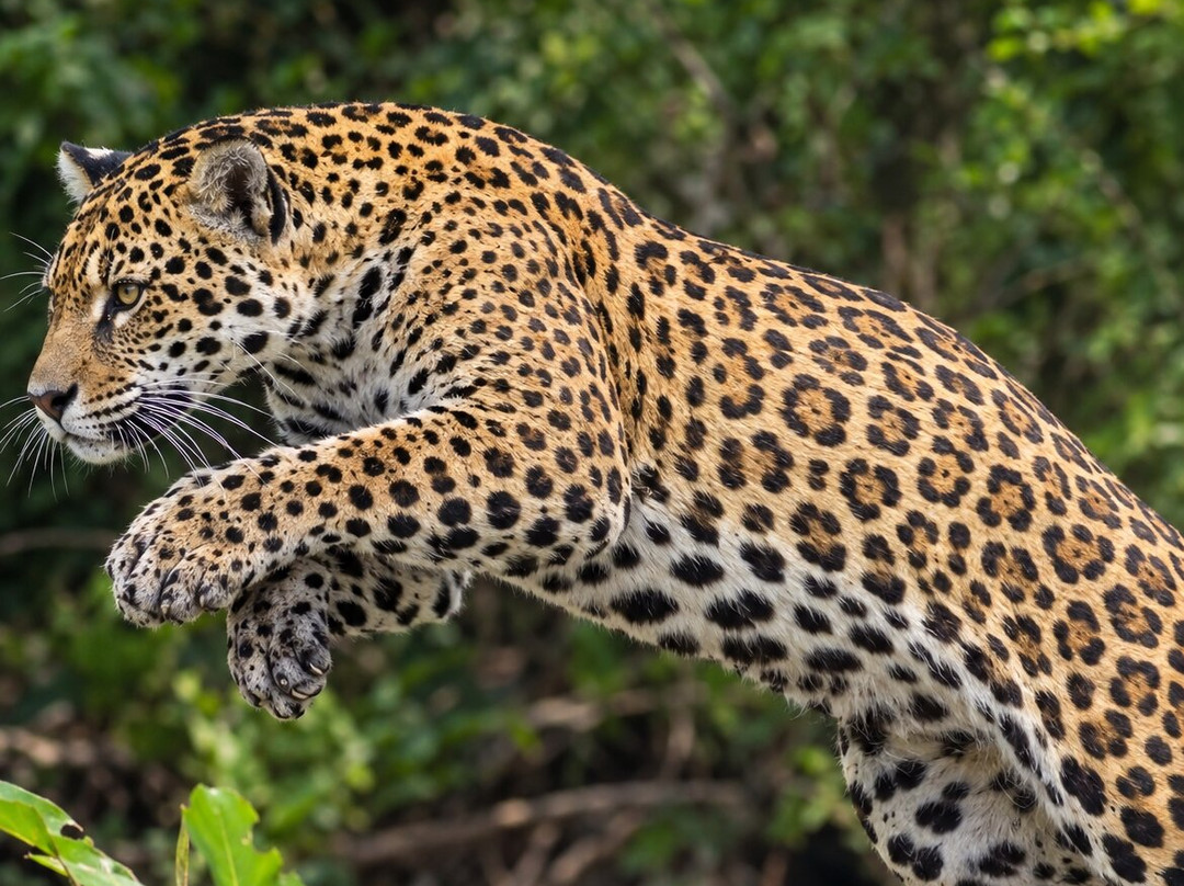 Pantanal Jaguar Safaris-Chapada dos Guimaraes必去景点