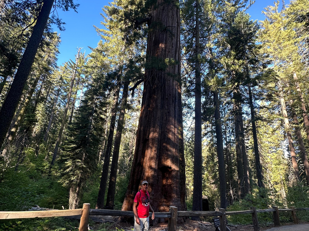 Tuolumne Grove of Giant Sequoias-优胜美地国家公园必去景点