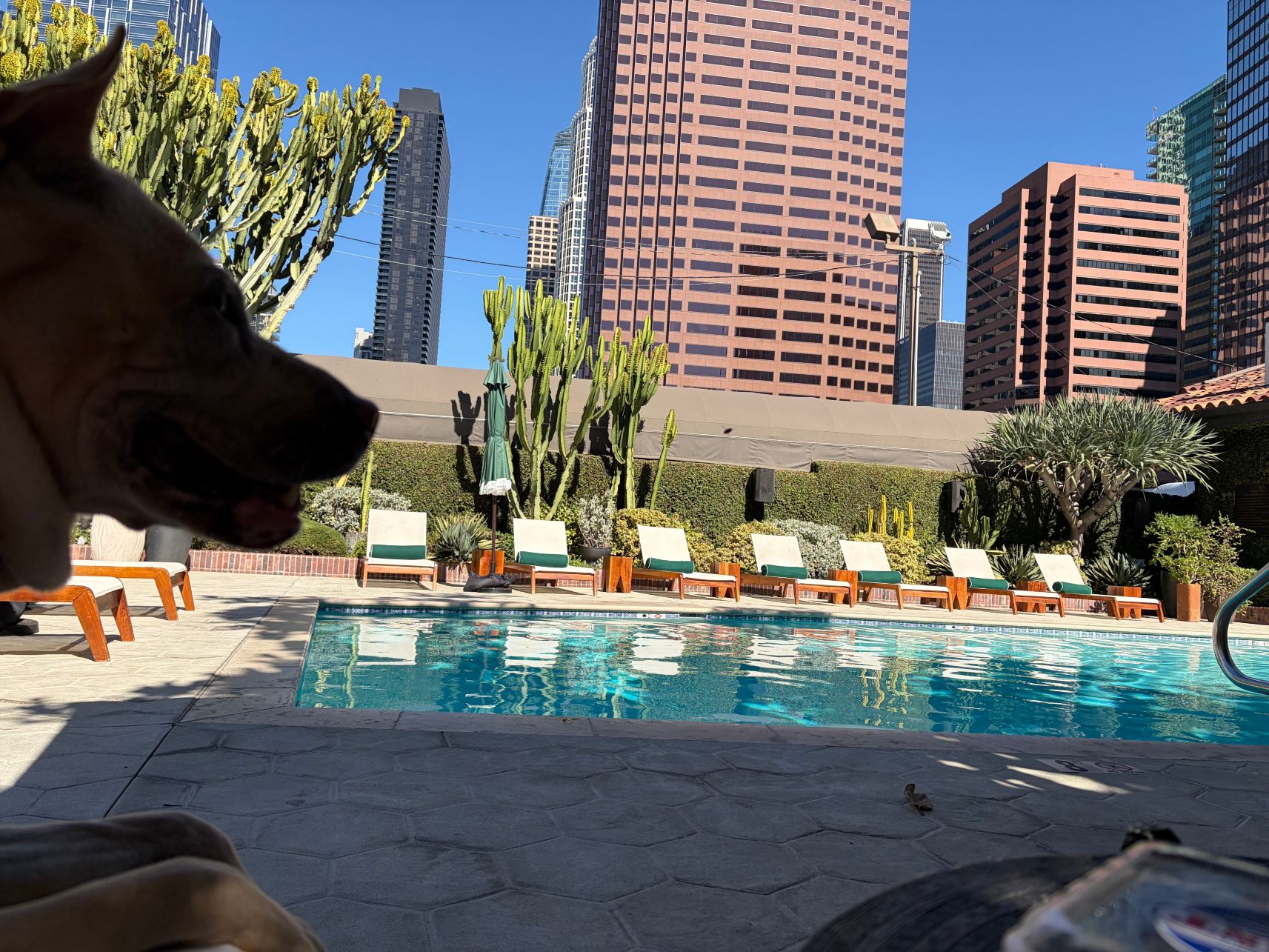 菲格罗亚Hyatt臻选酒店-旅行者