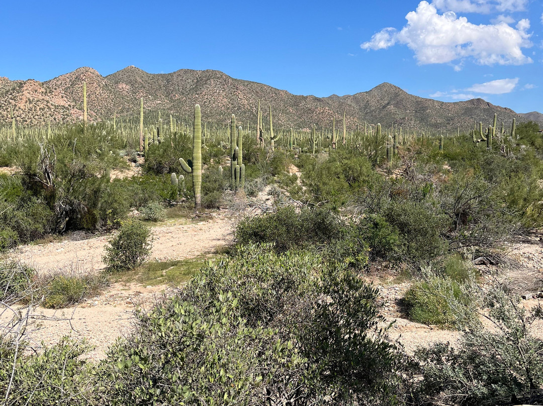 Tucson Mountain Park West-图森必去景点