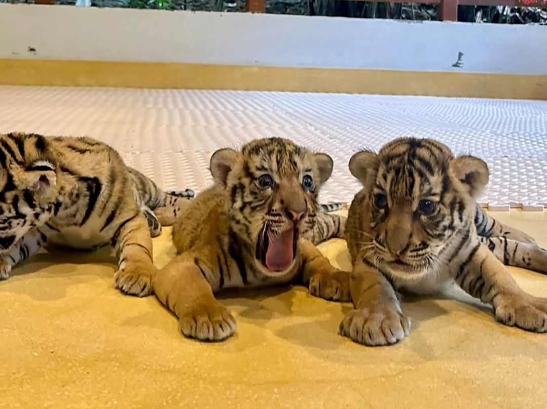 Tiger PARK Phuket-查龙必去景点