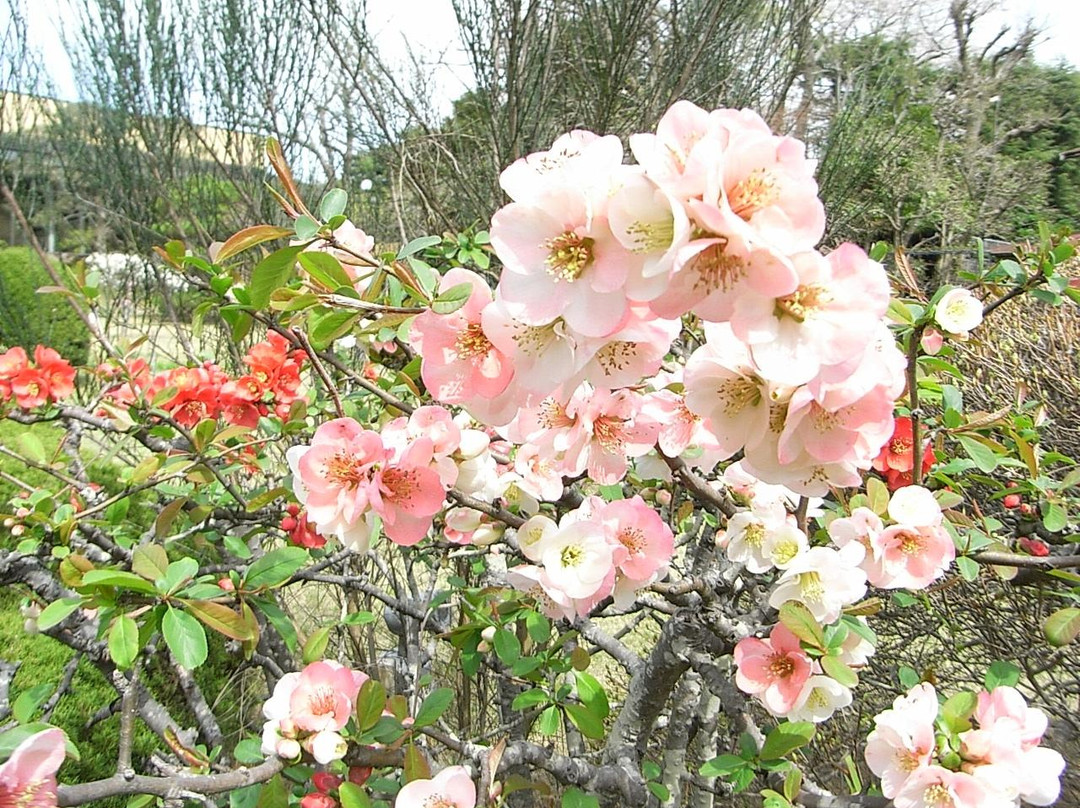 Yoshizawa Garden Gallery