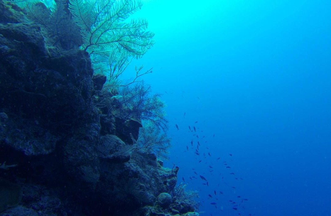 Grand Turk旅游景点-Black Forest