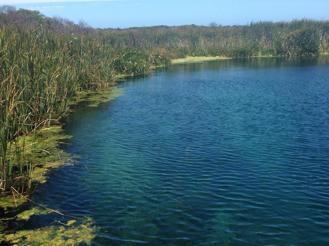 Piccaninnie Ponds Conservation Park景点图片