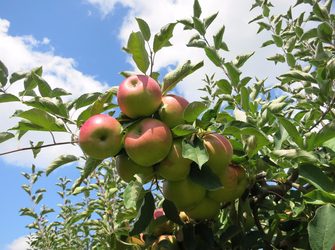 Portland旅游景点-Gotta's Farm and Cider Mill