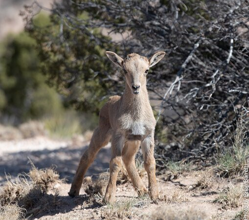 Merus Adventure Park-Claude必去景点